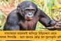 দেশের দৈনিক আক্রান্ত সামান্য কমলেও ৮ হাজারের বেশি - ২৪ ঘন্টায় মৃত ১০, অ্যাকটিভ কেস ৪৮ হাজার ছুঁইছুঁই