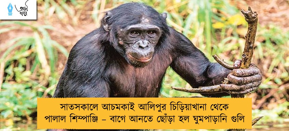 সাতসকালে আচমকাই আলিপুর চিড়িয়াখানা থেকে পালাল শিম্পাঞ্জি – বাগে আনতে ছোঁড়া হল ঘুমপাড়ানি গুলি