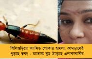 শিলিগুড়িতে অ্যাসিড পোকার হামলা, কামড়ালেই পুড়ছে ত্বক! - আতঙ্কে ঘুম উড়েছে এলাকাবাসীর