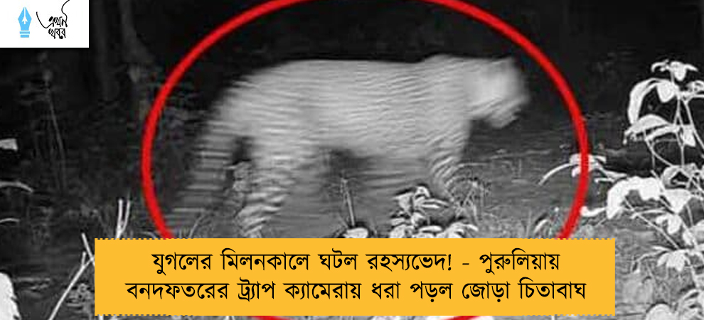 যুগলের মিলনকালে ঘটল রহস্যভেদ! - পুরুলিয়ায় বনদফতরের ট্র্যাপ ক্যামেরায় ধরা পড়ল জোড়া চিতাবাঘ