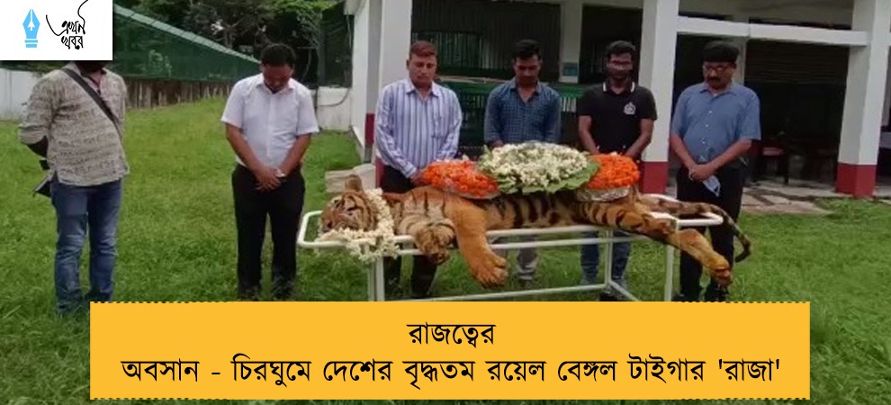 রাজত্বের অবসান - চিরঘুমে দেশের বৃদ্ধতম রয়েল বেঙ্গল টাইগার 'রাজা'