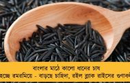 বাংলার মাঠে কালো ধানের চাষ হচ্ছে রমরমিয়ে - বাড়ছে চাহিদা, রইল ব্ল্যাক রাইসের গুণাবলী