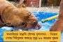 দেশের সবচেয়ে বড় ভুল হল গণতন্ত্র - বিতর্কিত মন্তব্য বিজেপি শাসিত মধ্যপ্রদেশের সরকারি আধিকারিকের