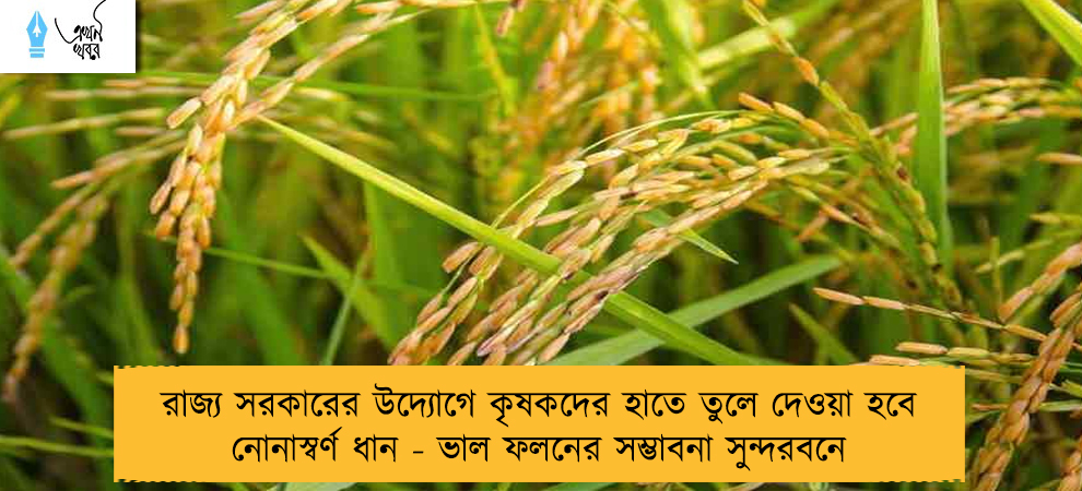 রাজ্য সরকারের উদ্যোগে কৃষকদের হাতে তুলে দেওয়া হবে নোনাস্বর্ণ ধান - ভাল ফলনের সম্ভাবনা সুন্দরবনে
