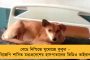 ব্যাপক বৃষ্টিতে বিপর্যস্ত উত্তরপ্রদেশ - যোগীর রাজ্যে মৃতের সংখ্যা বেড়ে দাঁড়াল ২২
