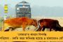 টানা দ্বিতীয়বার খেতাব জয় - এক ম্যাচ বাকি থাকতেই কলকাতা লিগ চ্যাম্পিয়ন মহমেডান