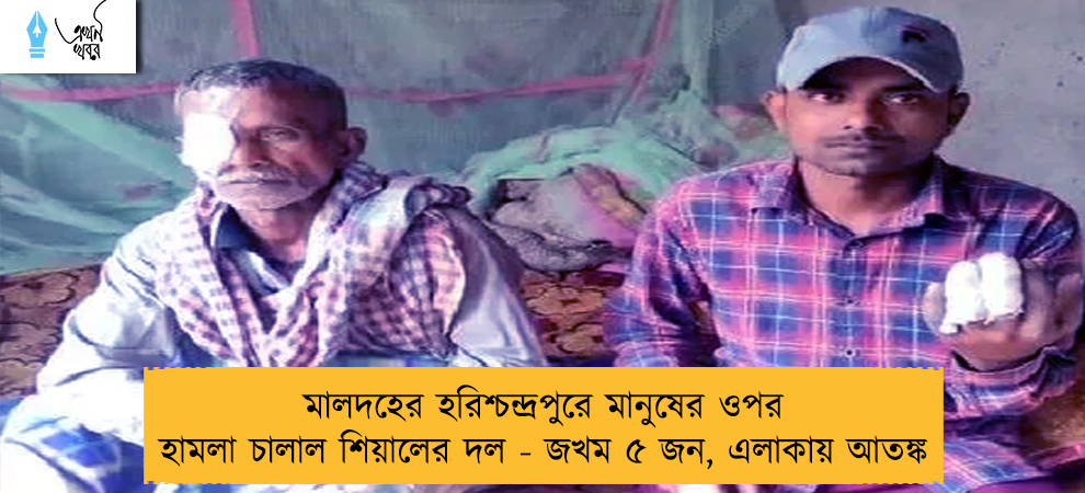 মালদহের হরিশ্চন্দ্রপুরে মানুষের ওপর হামলা চালাল শিয়ালের দল - জখম ৫ জন, এলাকায় আতঙ্ক