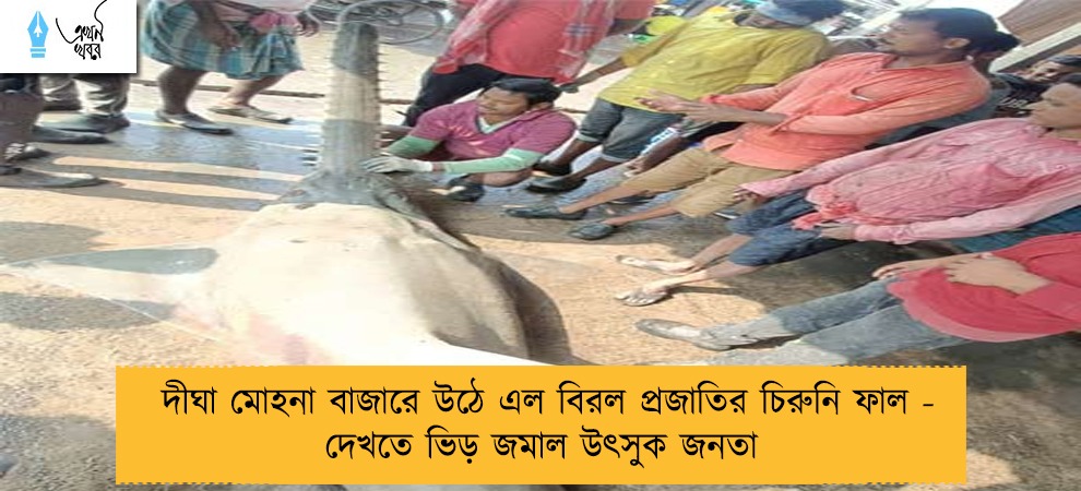 দীঘা মোহনা বাজারে উঠে এল বিরল প্রজাতির চিরুনি ফাল - দেখতে ভিড় জমাল উৎসুক জনতা