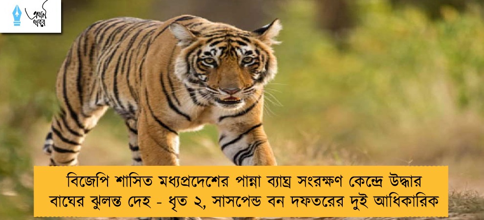 বিজেপি শাসিত মধ্যপ্রদেশের পান্না ব্যাঘ্র সংরক্ষণ কেন্দ্রে উদ্ধার বাঘের ঝুলন্ত দেহ - ধৃত ২, সাসপেন্ড বন দফতরের দুই আধিকারিক