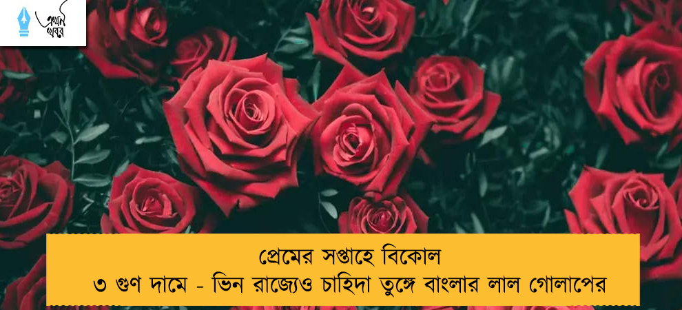 প্রেমের সপ্তাহে বিকোল ৩ গুণ দামে - ভিন রাজ্যেও চাহিদা তুঙ্গে বাংলার লাল গোলাপের