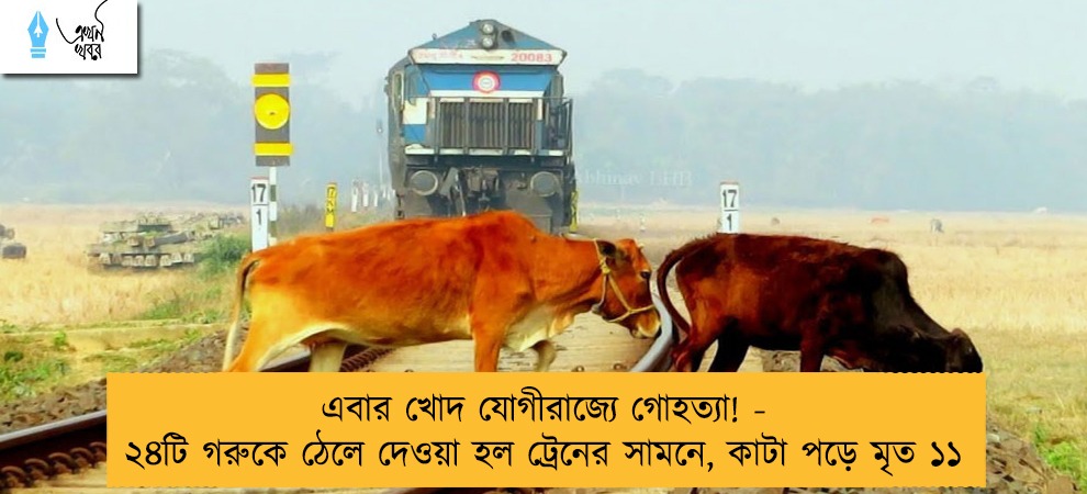 এবার খোদ যোগীরাজ্যে গোহত্যা! - ২৪টি গরুকে ঠেলে দেওয়া হল ট্রেনের সামনে, কাটা পড়ে মৃত ১১