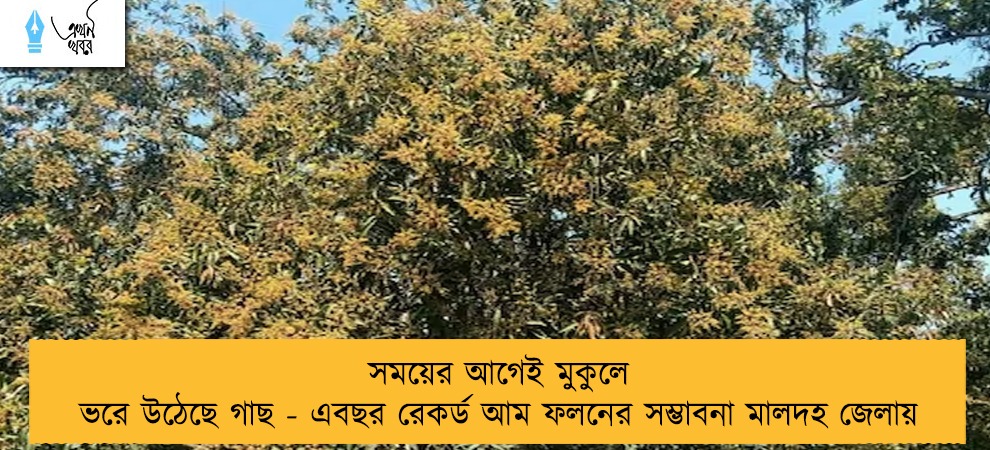 সময়ের আগেই মুকুলে ভরে উঠেছে গাছ - এবছর রেকর্ড আম ফলনের সম্ভাবনা মালদহ জেলায়