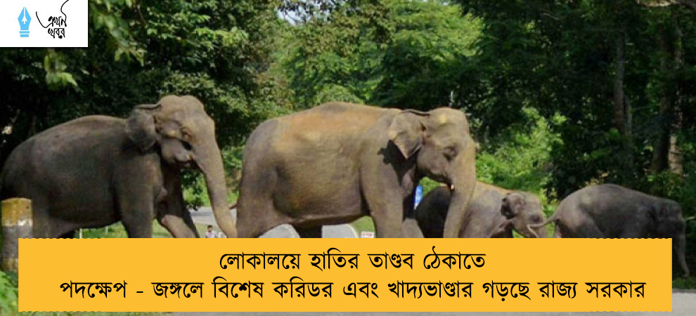 লোকালয়ে হাতির তাণ্ডব ঠেকাতে পদক্ষেপ - জঙ্গলে বিশেষ করিডর এবং খাদ্যভাণ্ডার গড়ছে রাজ্য সরকার