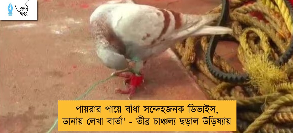 পায়রার পায়ে বাঁধা সন্দেহজনক ডিভাইস, ডানায় লেখা বার্তা' - তীব্র চাঞ্চল্য ছড়াল উড়িষ্যায়