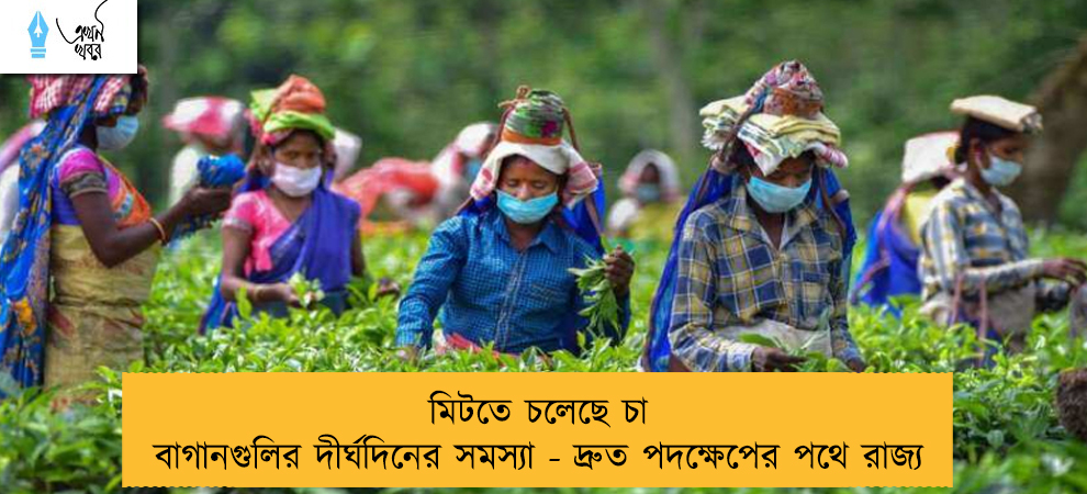 মিটতে চলেছে চা বাগানগুলির দীর্ঘদিনের সমস্যা - দ্রুত পদক্ষেপের পথে রাজ্য