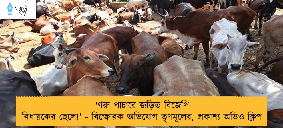 'গরু পাচারে জড়িত বিজেপি বিধায়কের ছেলে!' - বিস্ফোরক অভিযোগ তৃণমূলের, প্রকাশ্য অডিও ক্লিপ