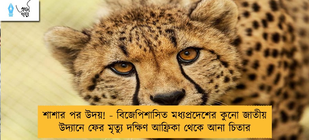 শাশার পর উদয়! - বিজেপিশাসিত মধ্যপ্রদেশের কুনো জাতীয় উদ্যানে ফের মৃত্যু দক্ষিণ আফ্রিকা থেকে আনা চিতার