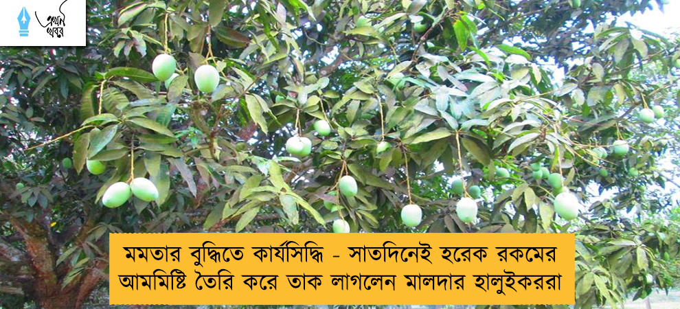 মমতার বুদ্ধিতে কার্যসিদ্ধি - সাতদিনেই হরেক রকমের আমমিষ্টি তৈরি করে তাক লাগলেন মালদার হালুইকররা