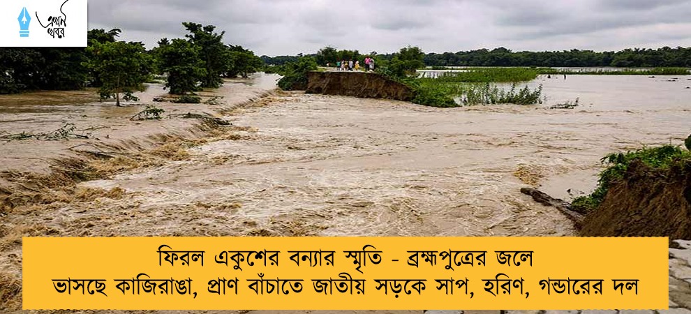 ফিরল একুশের বন্যার স্মৃতি - ব্রহ্মপুত্রের জলে ভাসছে কাজিরাঙা, প্রাণ বাঁচাতে জাতীয় সড়কে সাপ, হরিণ, গন্ডারের দল