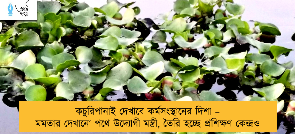 কচুরিপানাই দেখাবে কর্মসংস্থানের দিশা – মমতার দেখানো পথে উদ্যোগী মন্ত্রী, তৈরি হচ্ছে প্রশিক্ষণ কেন্দ্রও