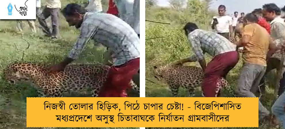 নিজস্বী তোলার হিড়িক, পিঠে চাপার চেষ্টা! - বিজেপিশাসিত মধ্যপ্রদেশে অসুস্থ চিতাবাঘকে নির্যাতন গ্রামবাসীদের