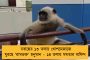 দেখা করতে চাইলে উত্তরবঙ্গে আসুন – রাজ্যপালের মন্তব্যের পাল্টা তৃণমূল বলল, ‘জমিদারি মানসিকতা’
