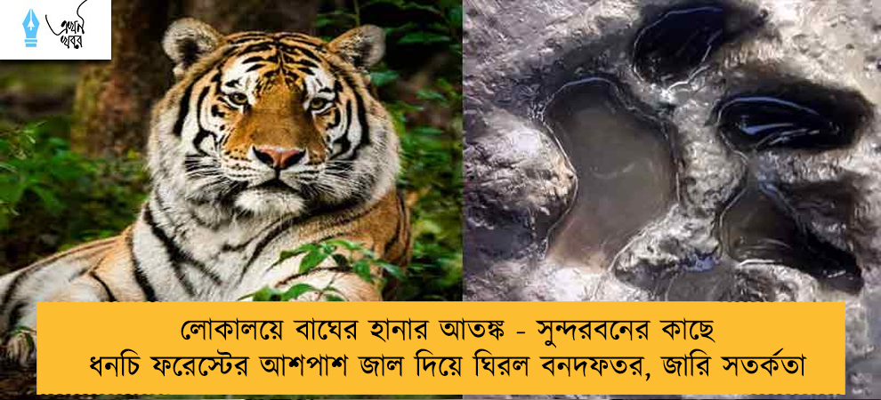 লোকালয়ে বাঘের হানার আতঙ্ক - সুন্দরবনের কাছে ধনচি ফরেস্টের আশপাশ জাল দিয়ে ঘিরল বনদফতর, জারি সতর্কতা