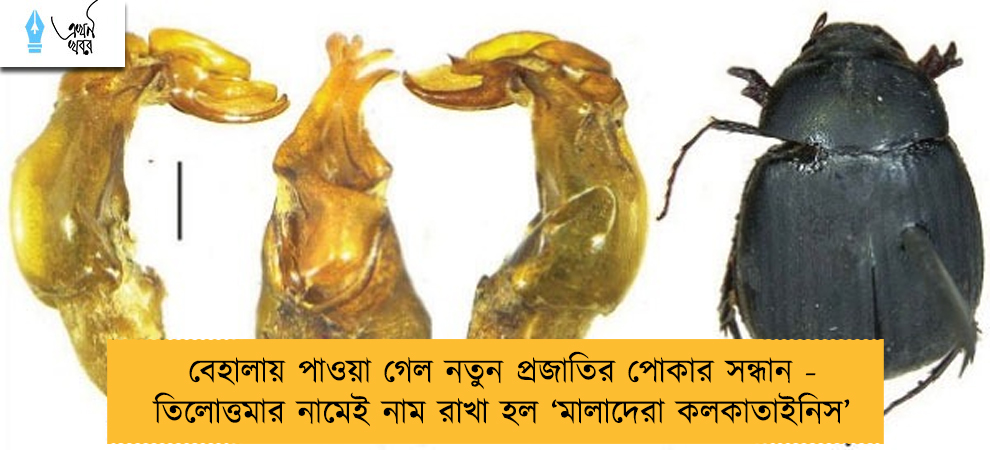 বেহালায় পাওয়া গেল নতুন প্রজাতির পোকার সন্ধান - তিলোত্তমার নামেই নাম রাখা হল ‘মালাদেরা কলকাতাইনিস’