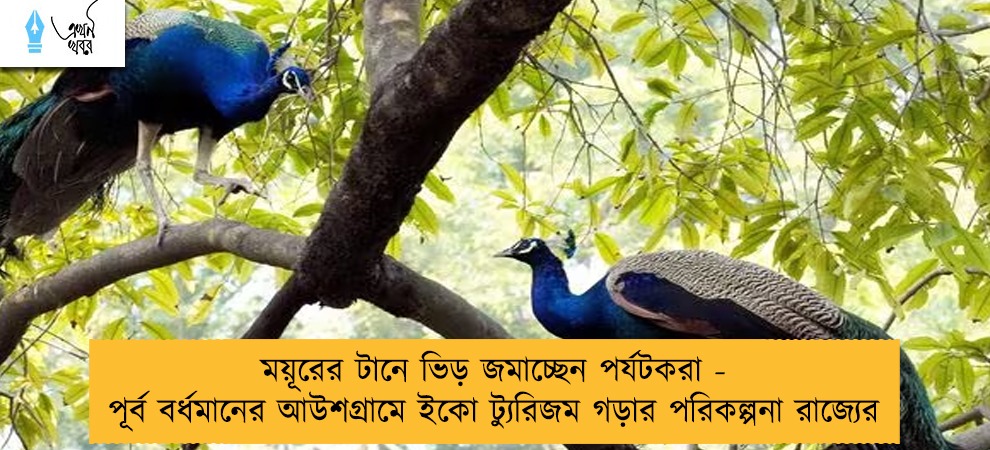 ময়ূরের টানে ভিড় জমাচ্ছেন পর্যটকরা - পূর্ব বর্ধমানের আউশগ্রামে ইকো ট্যুরিজম গড়ার পরিকল্পনা রাজ্যের