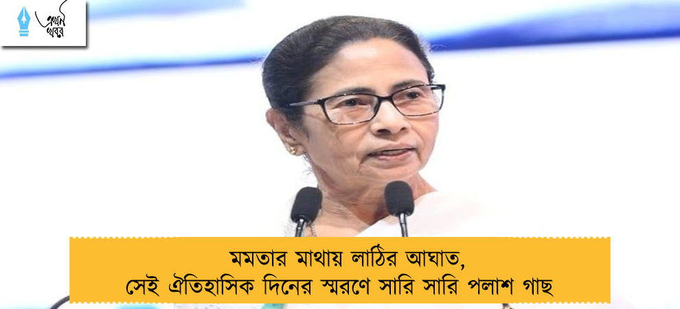 মমতার মাথায় লাঠির আঘাত, সেই ঐতিহাসিক দিনের স্মরণে সারি সারি পলাশ গাছ