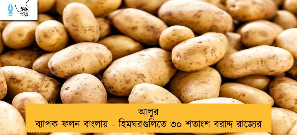 আলুর ব্যাপক ফলন বাংলায় - হিমঘরগুলিতে ৩০ শতাংশ বরাদ্দ রাজ্যের