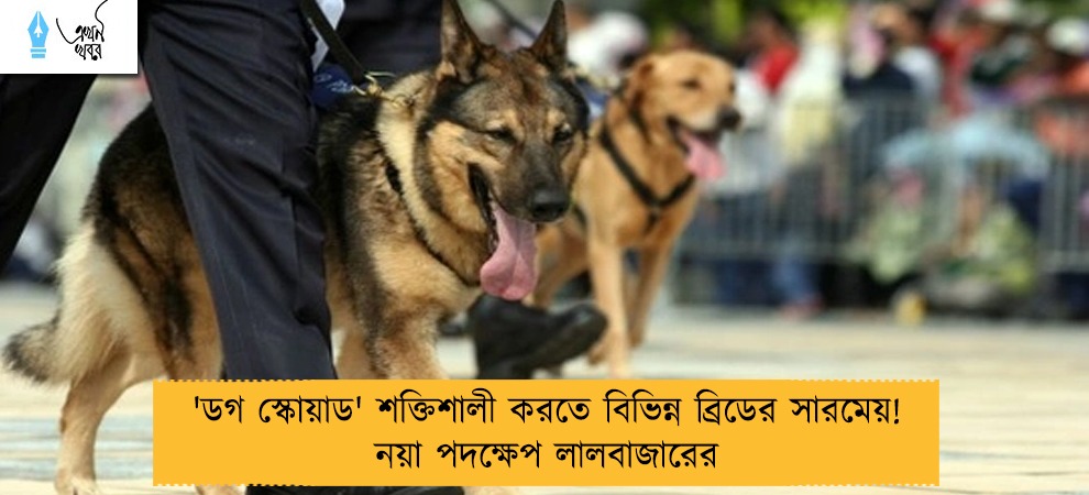 'ডগ স্কোয়াড' শক্তিশালী করতে বিভিন্ন ব্রিডের সারমেয়! নয়া পদক্ষেপ লালবাজারের