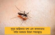 সুদূর আফ্রিকার মশা এল কলকাতায়! বর্ষার মরশুমে উদ্বেগ শহরজুড়ে