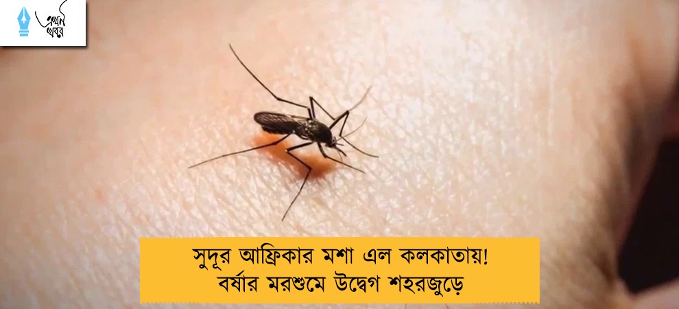 সুদূর আফ্রিকার মশা এল কলকাতায়! বর্ষার মরশুমে উদ্বেগ শহরজুড়ে