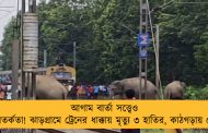 আগাম বার্তা সত্ত্বেও অসতর্কতা! ঝাড়গ্রামে ট্রেনের ধাক্কায় মৃত্যু ৩ হাতির, কাঠগড়ায় রেল