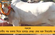 গরুকে জাতীয় পশু তকমা দিতে চলেছে কেন্দ্র! ফের শুরু বিতর্কের ঝড়