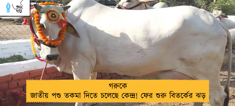 গরুকে জাতীয় পশু তকমা দিতে চলেছে কেন্দ্র! ফের শুরু বিতর্কের ঝড়